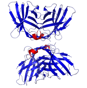 CTLA4_Crystal_Structure.rsh