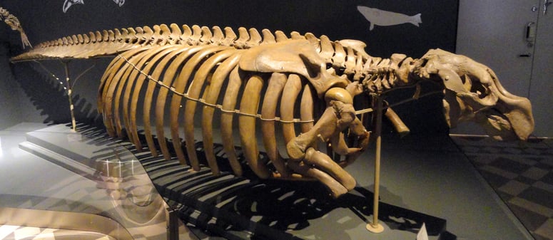 Scienze_01gennaio2025_Campus_Hydrodamalis_gigas_skeleton_Finnish_Museum_of_Natural_History_DSC04529