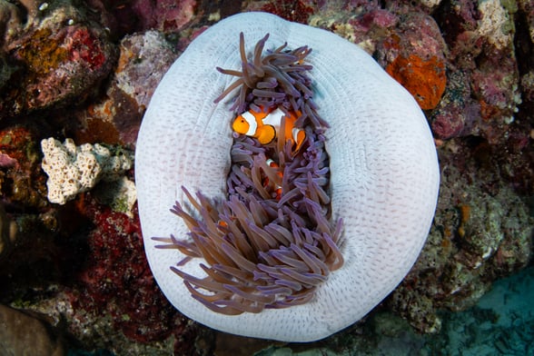 Scienze_12Dic2024_Munaro_shutterstock_2411086063