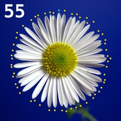 fiori_fibonacci_numeri05