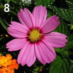 fiori_fibonacci_numeri09