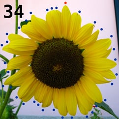 fiori_fibonacci_numeri12