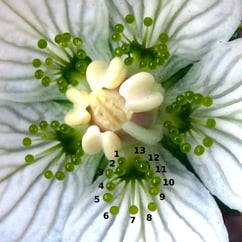 fiori_fibonacci_numeri13