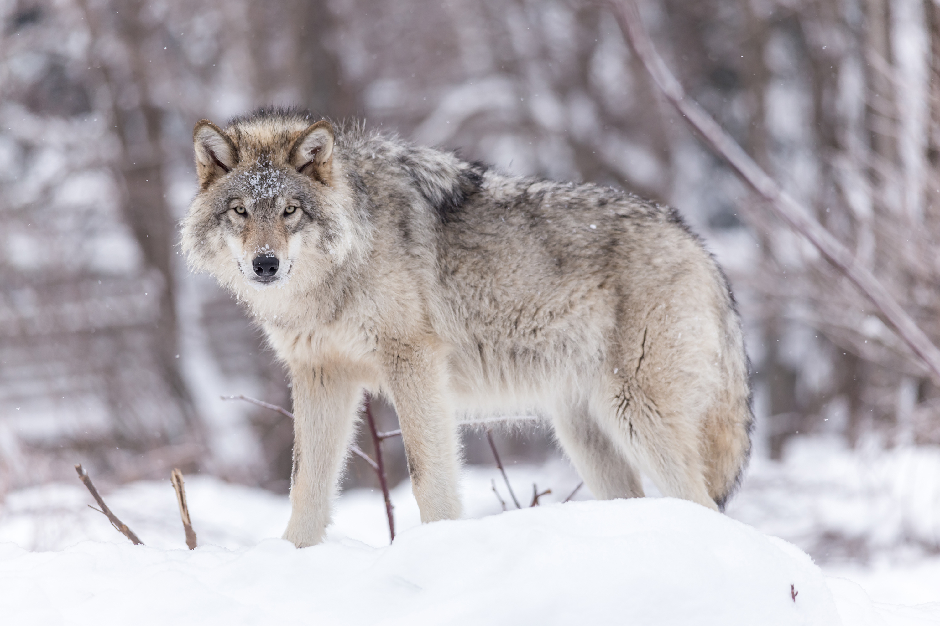 Libri in classe: Jack London, Il richiamo della foresta